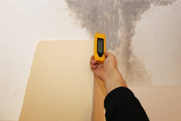 Best Mold Odor Removal Services  in Kaneohe, HI