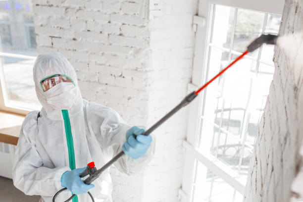 Best Mold Damage Restoration  in Kaneohe, HI