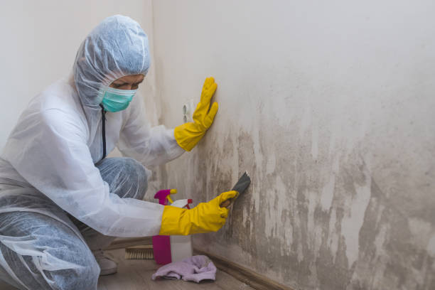 Best Attic Mold Removal  in Kaneohe, HI