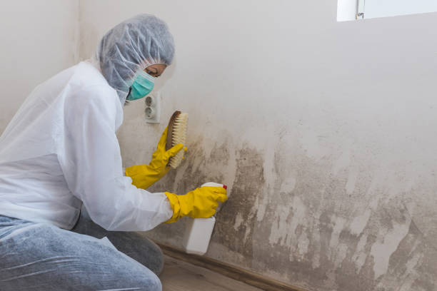 Best Forensic Mold Investigation  in Kaneohe, HI