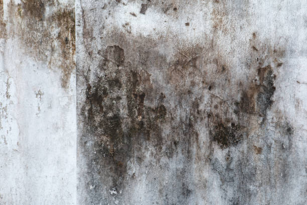 Asbestos and Lead Testing During Mold Inspection in Kaneohe, HI