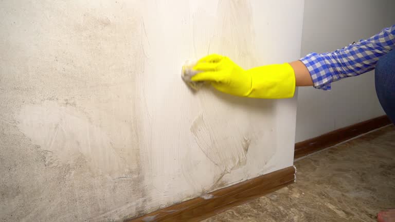 Best Mold Documentation for Insurance Claims  in Kaneohe, HI