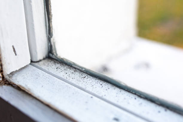Best Dehumidification Services  in Kaneohe, HI