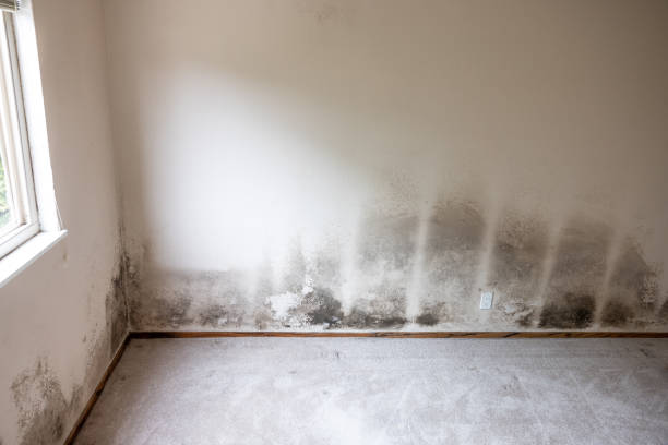 Best Black Mold Removal  in Kaneohe, HI